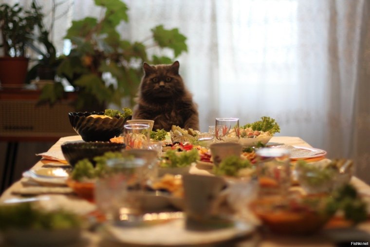 Кот у накрытого стола