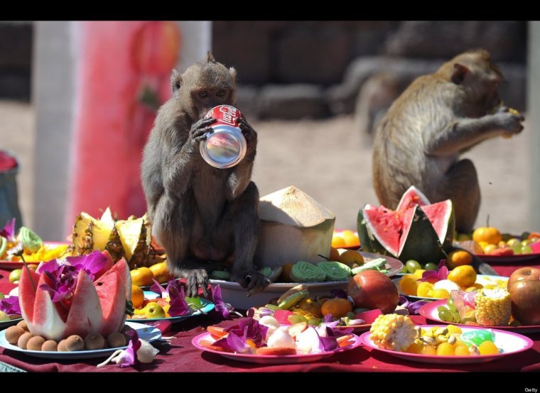 Обезьяна за столом