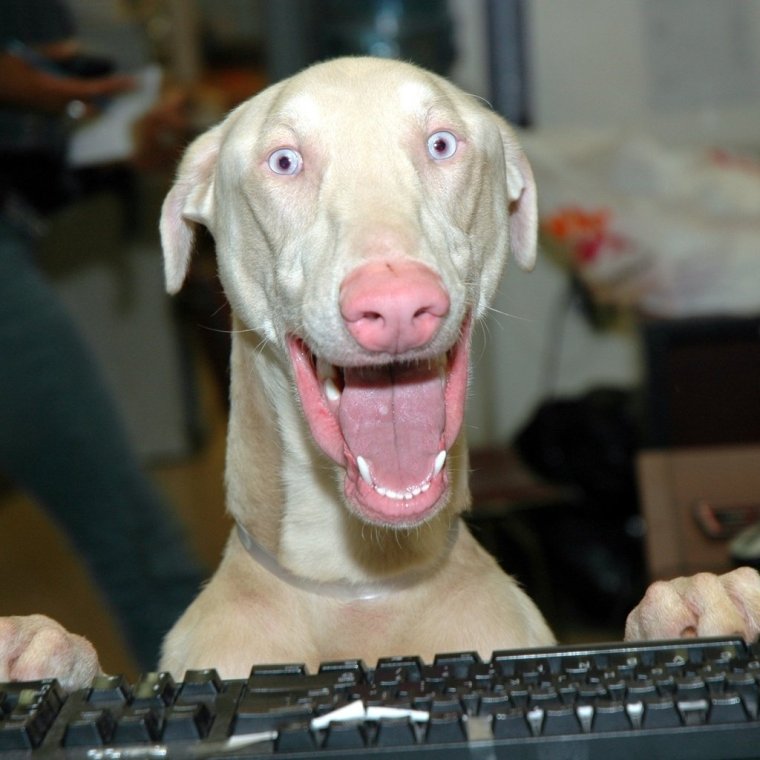 Собака ДЕБИЛКА