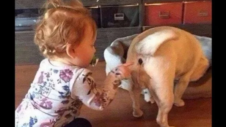 Тревожная кнопка прикол ребенок собака