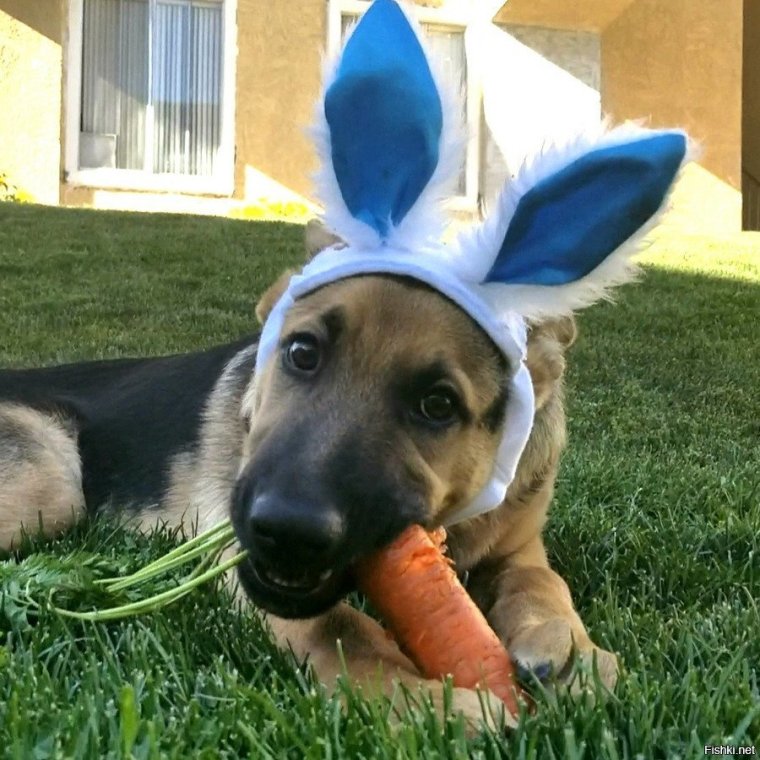 Разное смешное