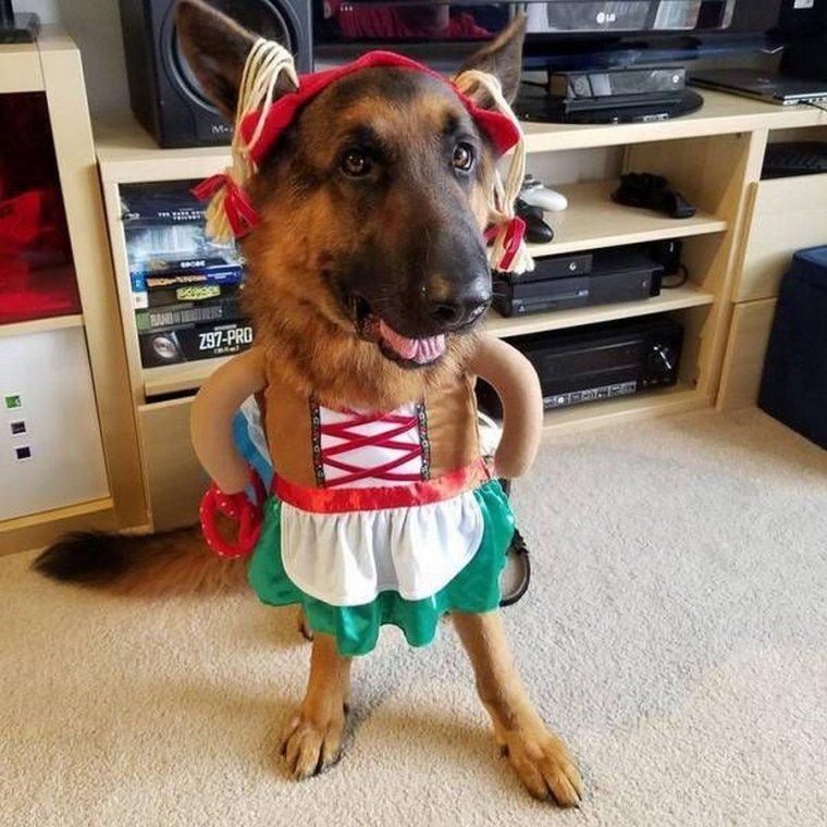 Собаки юмор