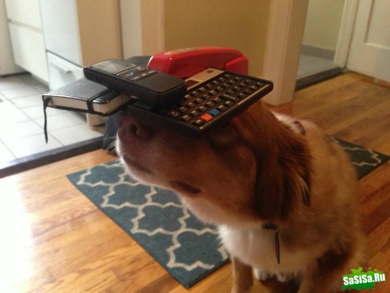 Наши забавные домашние животные юмор приколы