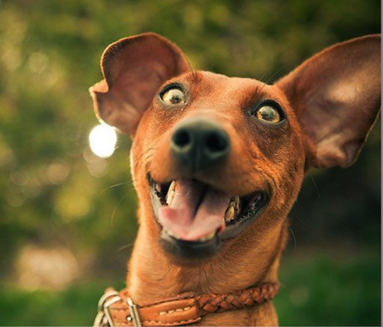 Юмор для поднятия настроения