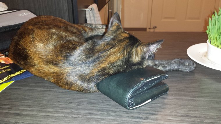 Кот лежит на кошельке