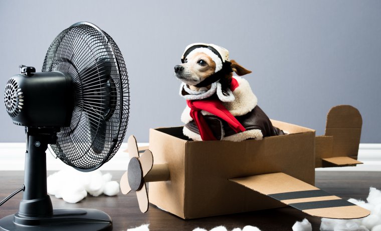 Собака и вентилятор