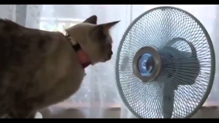 Вентилятор котик