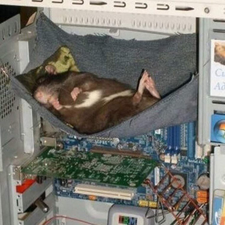 Крыса в системном блоке