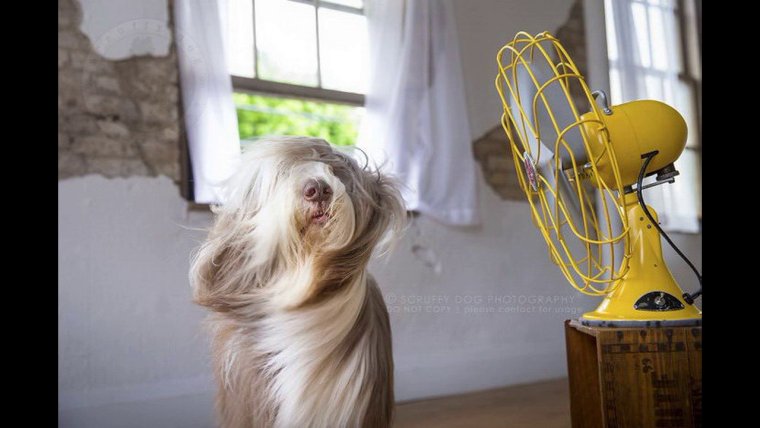 Собака и вентилятор