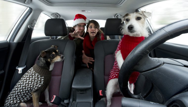 Животные в автомобиле