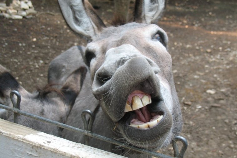 Смешные люди и животные