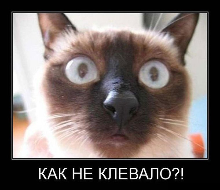 Прикольные демотиваторы с надписями