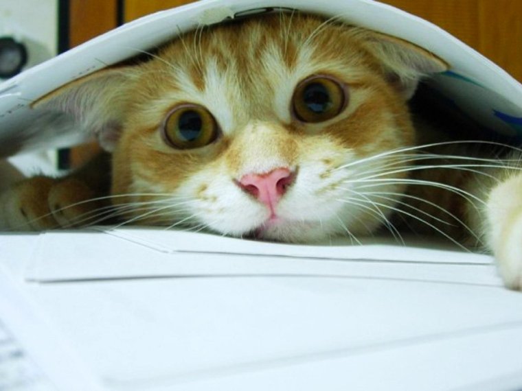 Кот с бумажкой