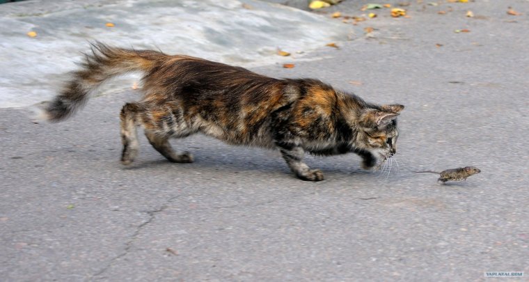 Кошка охотится