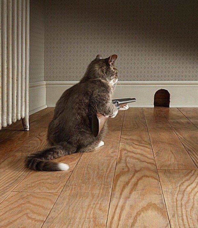 Кот с двустволкой