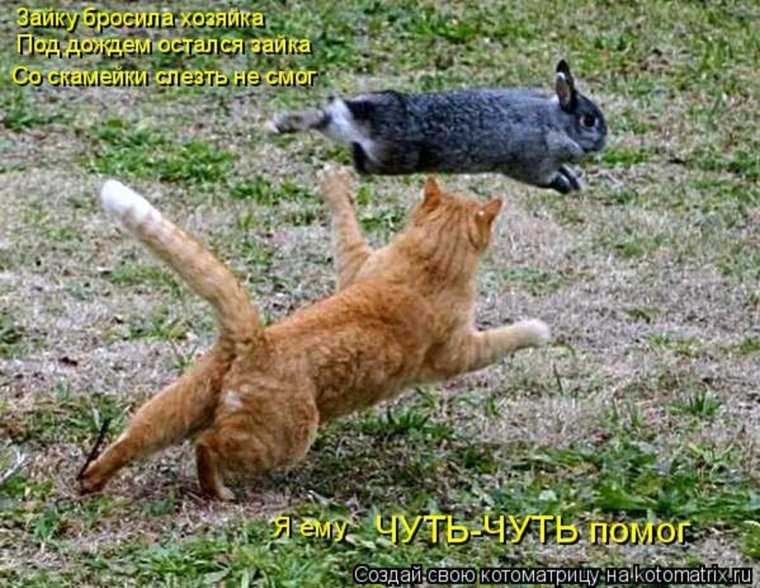 Коты охотятся на кроликов