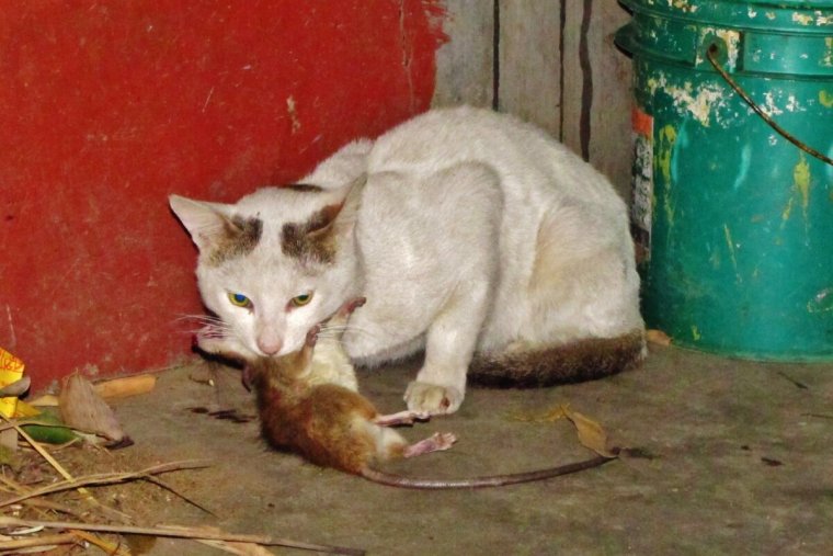 Кот и мышь ф Рыбицкого