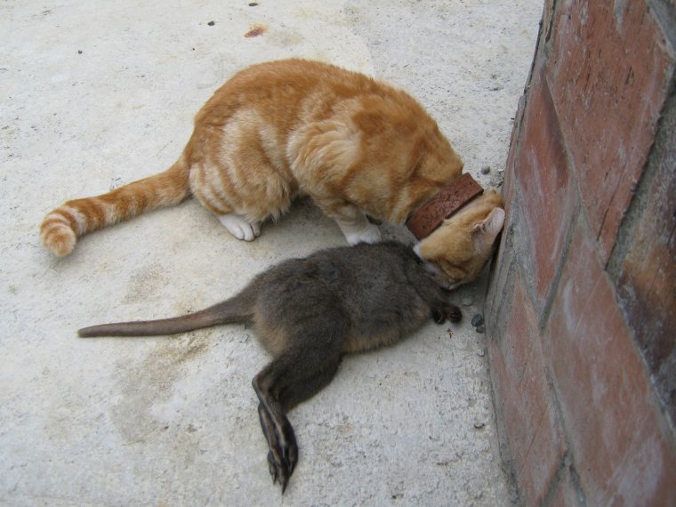 Кошка принесла добычу