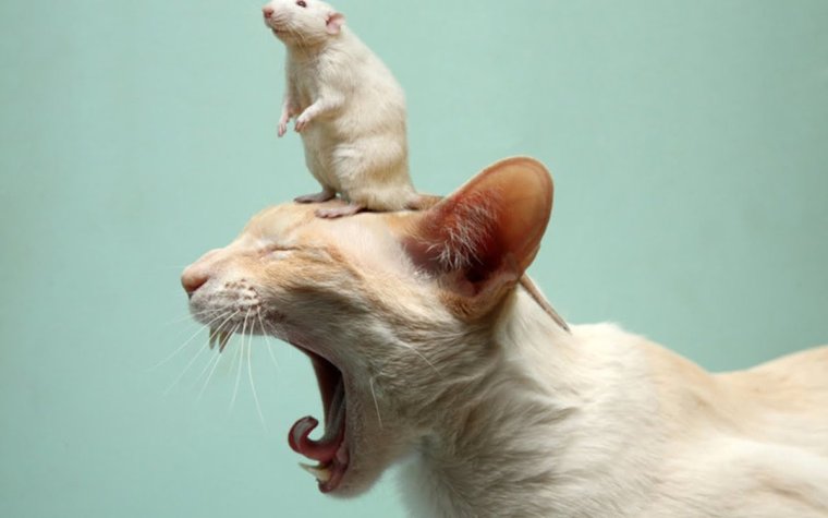 Смешные вороны