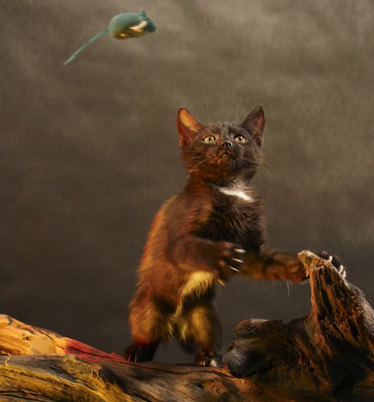 Смешные коты охотятся