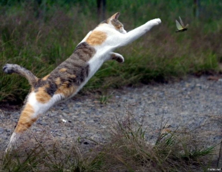 Кот охотник