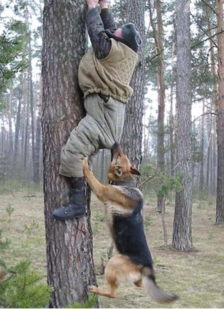 Всемирный день охоты на мышей