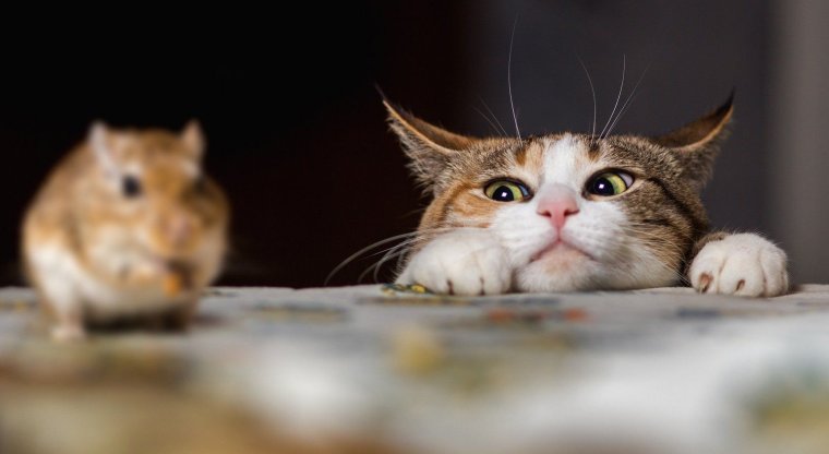 Смешные картинки