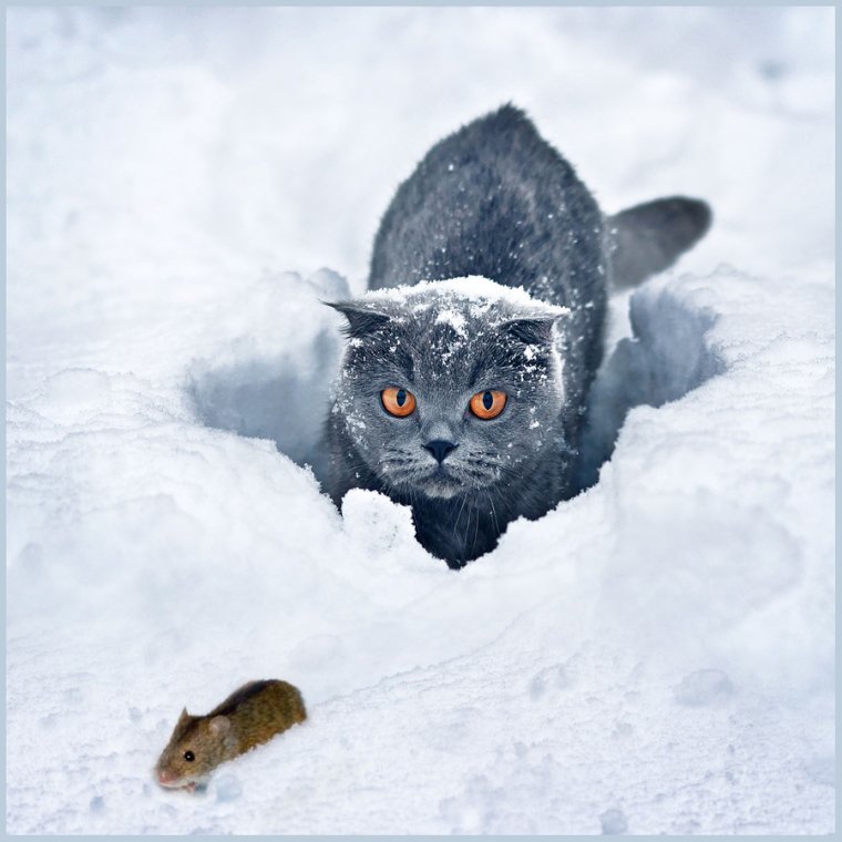 Кошка на охоте