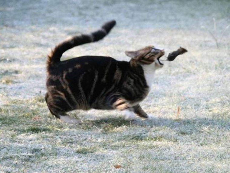 Кот гонится за мышью