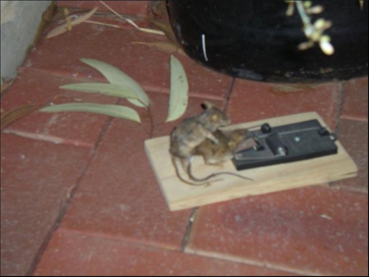 Мертвая крыса в мышеловке