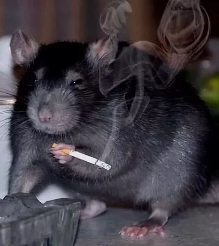 Прыжок кота в охоте