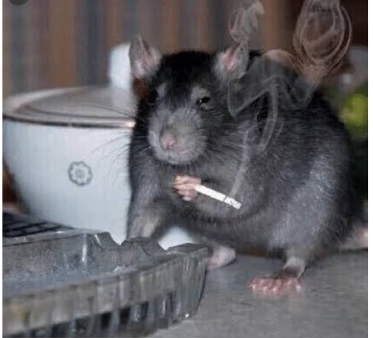 А кому щас легко крыса