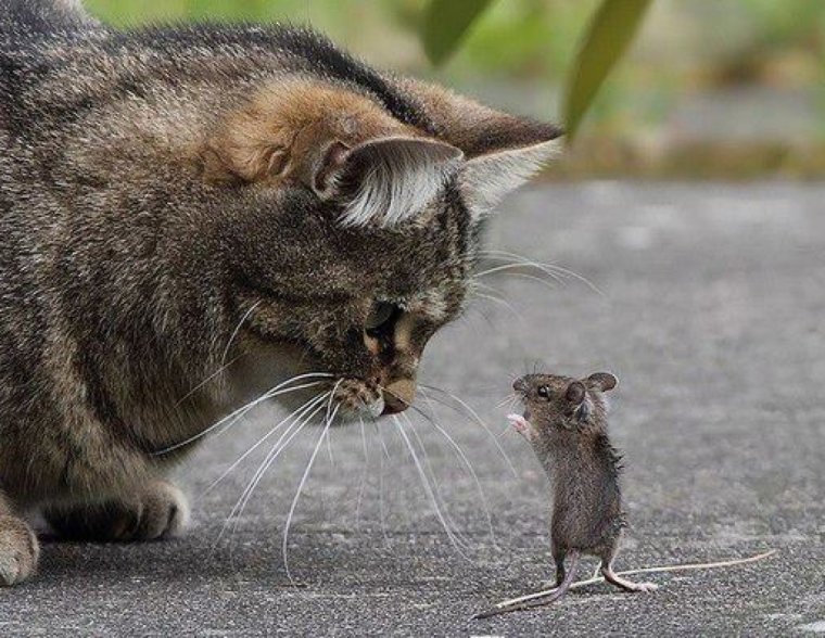 Кошка ловит