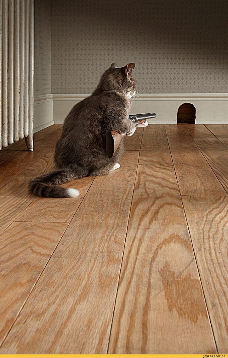 Кот мотиватор