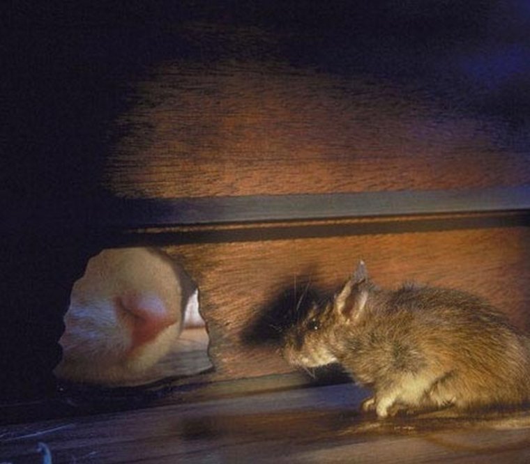 Мышь в норке