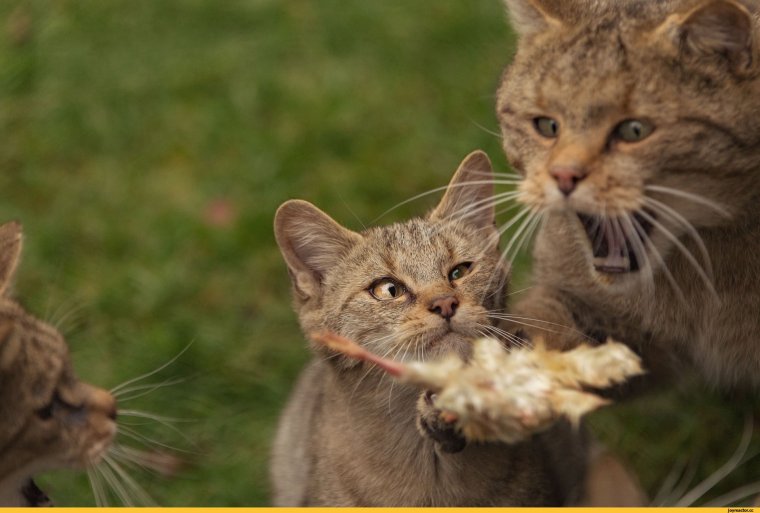 Охотничья кошка