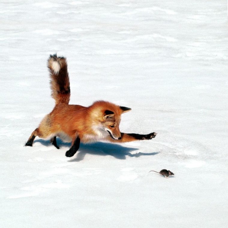Лиса охотится