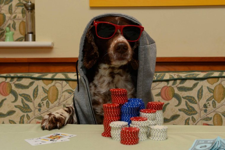 Собаки играют в казино