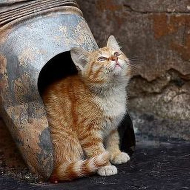 Котоматрица смешные коты