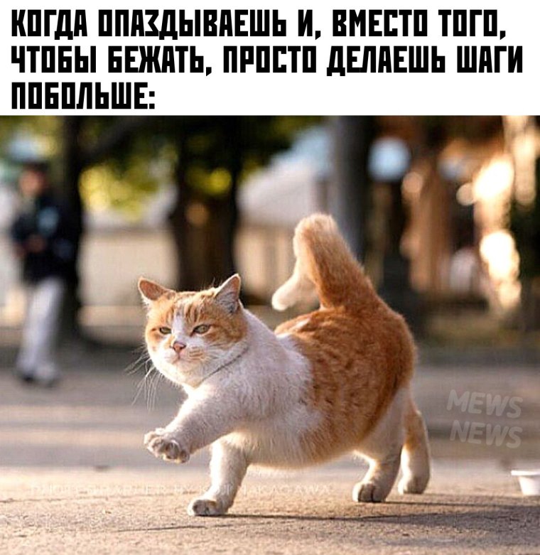 Котик топает