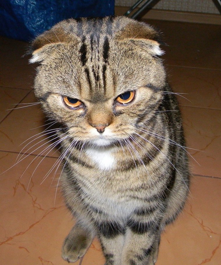 Обиженный кот Мем