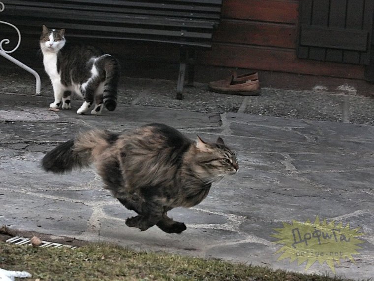 Кот мчится