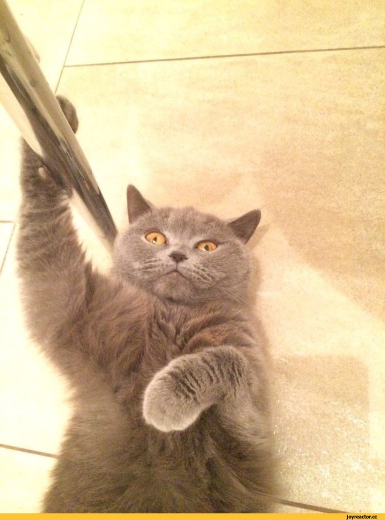 Кот на работе