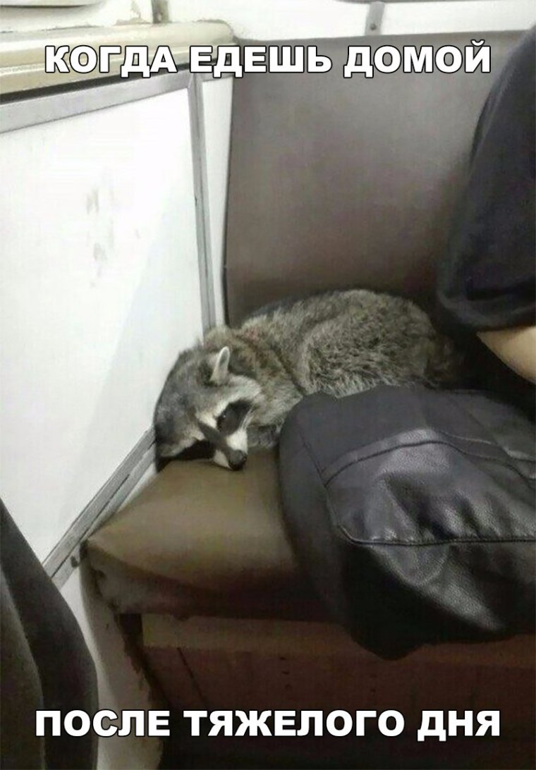 Енот едет на работу