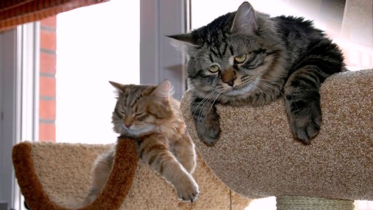 Котоматрицы с надписями