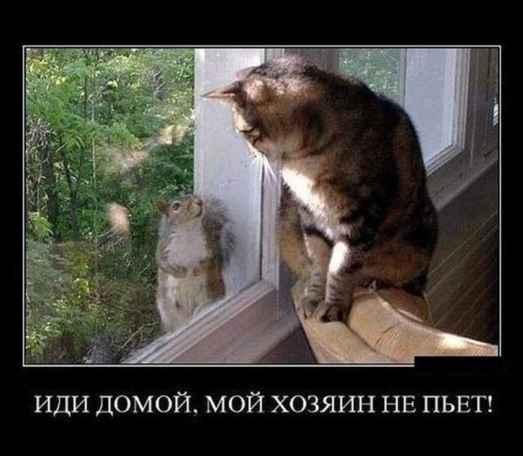 Котик хочет домой