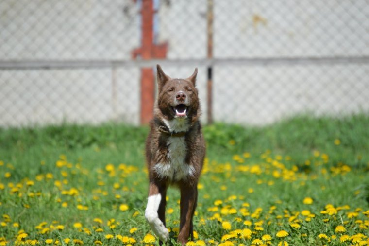 Домой прикол