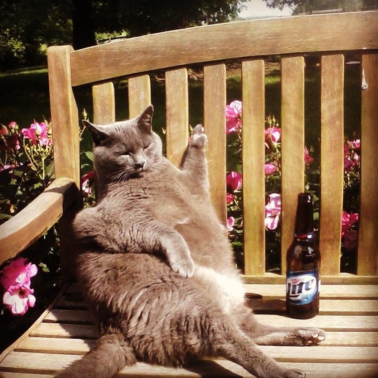 Жизнь прекрасна с котом