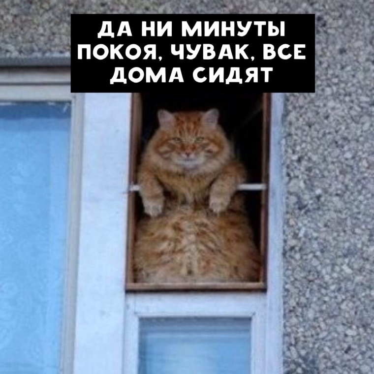 Кот ждет демотиватор