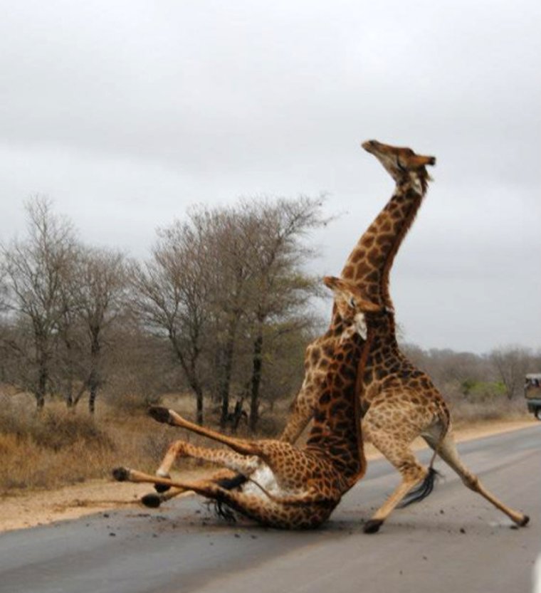 Налейте мне еще Жираф